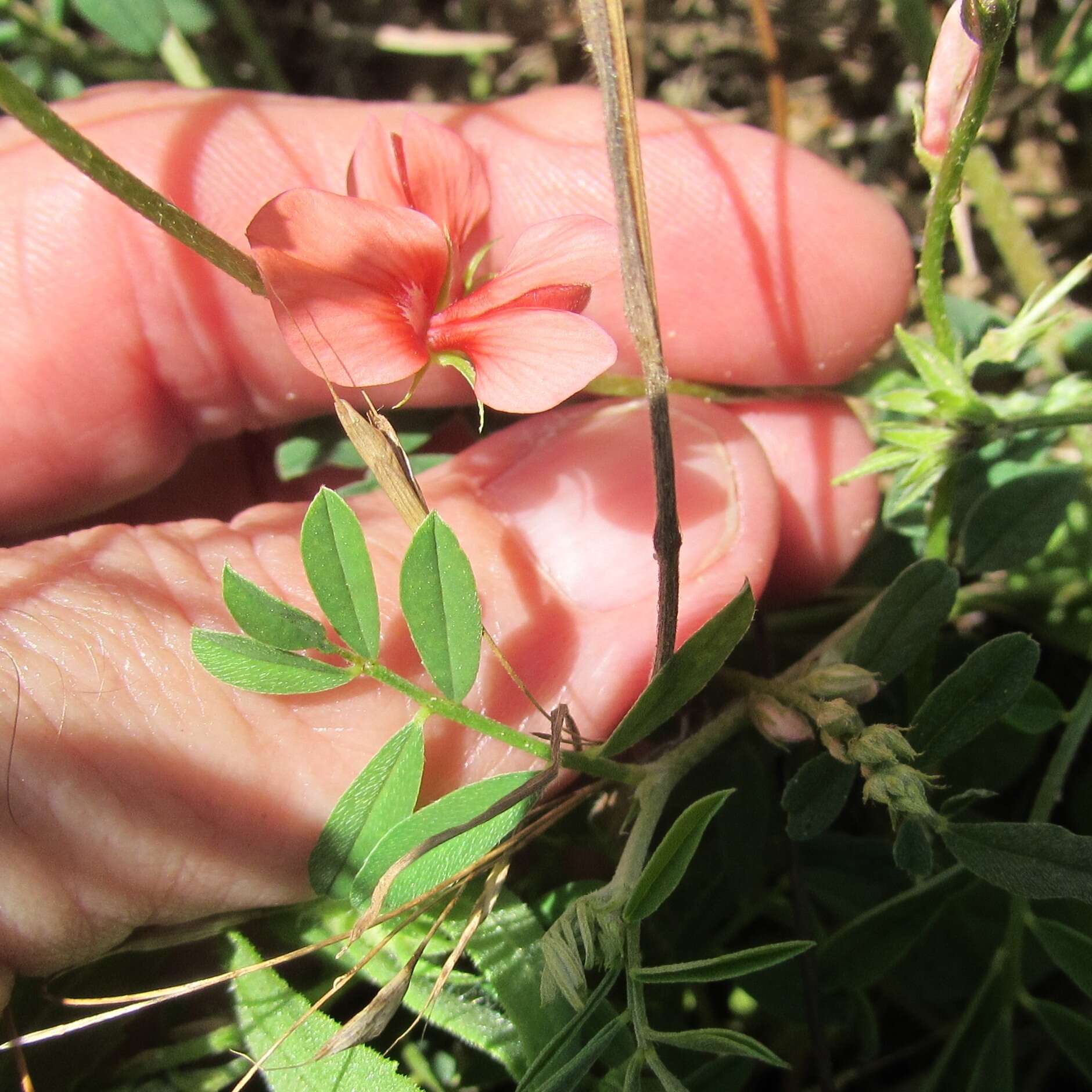 Imagem de Indigofera miniata Ortega