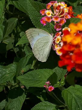 Image of Catopsilia pyranthe (Linnaeus 1758)