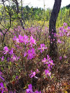 Слика од Rhododendron canadense (L.) Britton, Stern & Pogg.