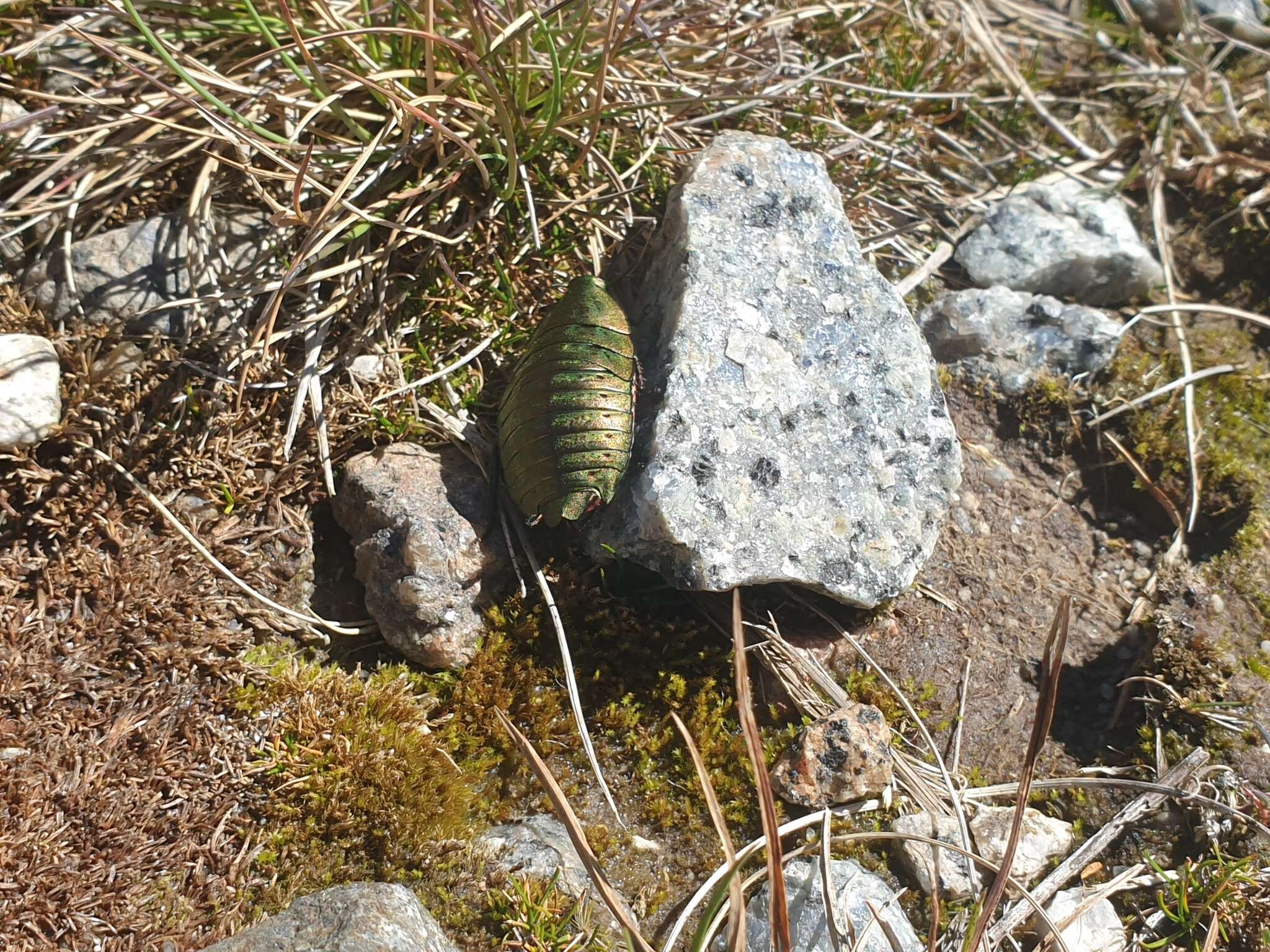 Image of Alpine metallic cockroach