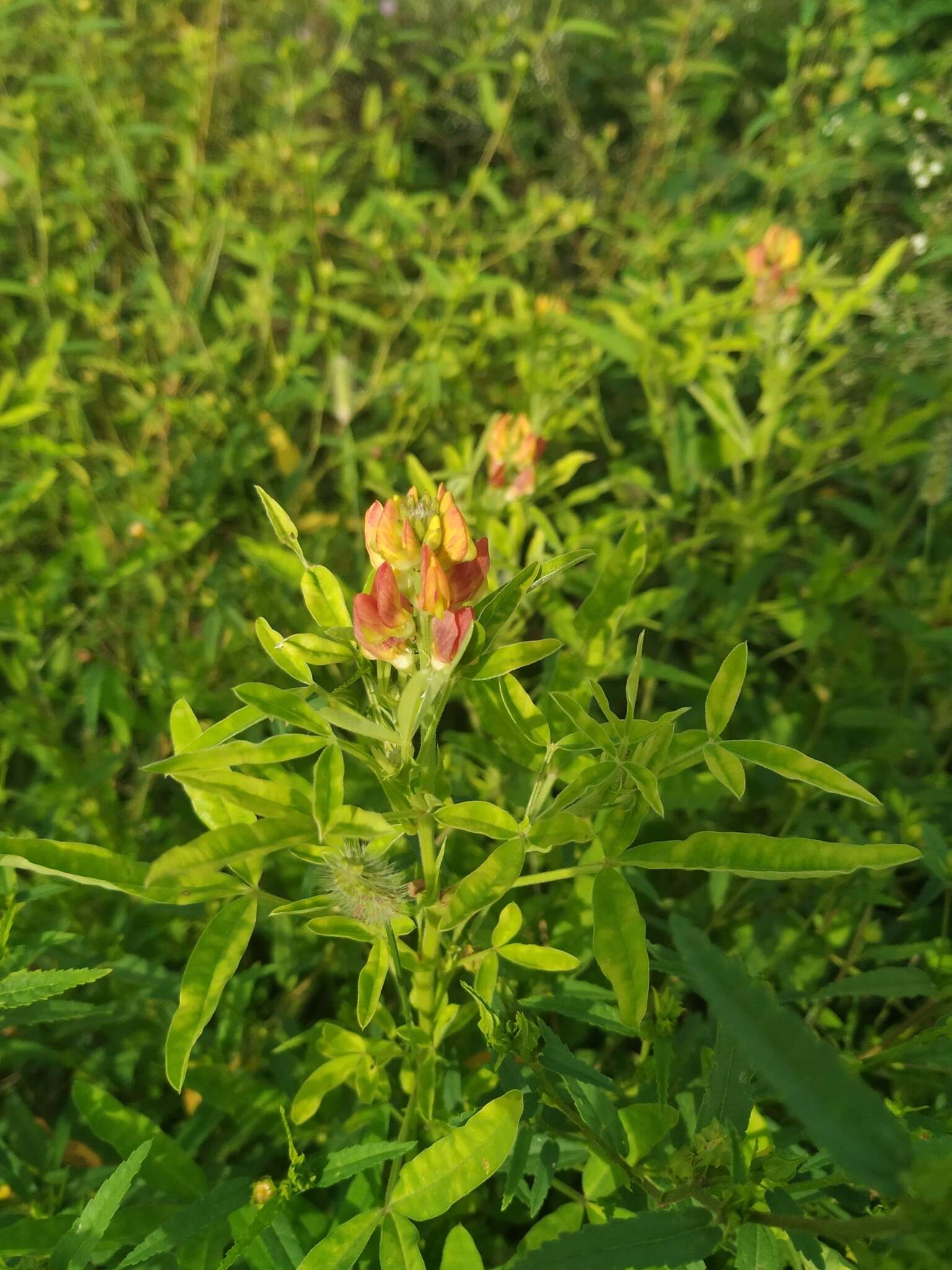 Crotalaria goreensis Guill. & Perr. resmi