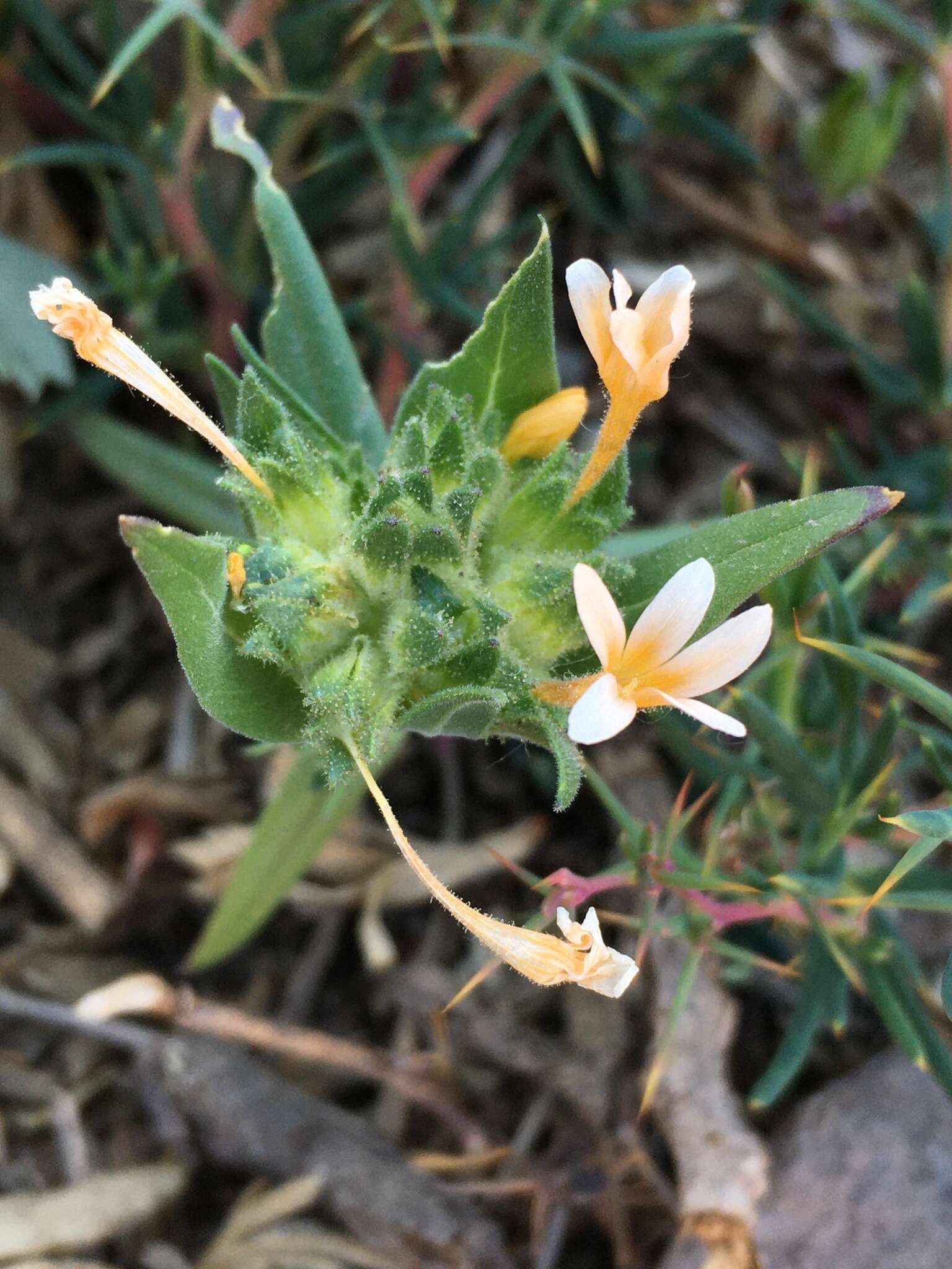 صورة Collomia biflora (Ruiz & Pav.) A. Brand