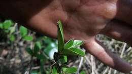 Imagem de Barnadesia spinosa L. fil.