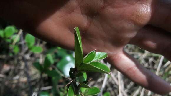 Imagem de Barnadesia spinosa L. fil.