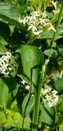 Image of Cornus sanguinea subsp. australis (C. A. Mey.) Jáv.