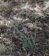 Image of Boechera porphyrea (Wooton & Standl.) Windham, Al-Shehbaz & P. Alexander