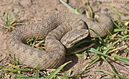 Image of Atlas Dwarf Viper