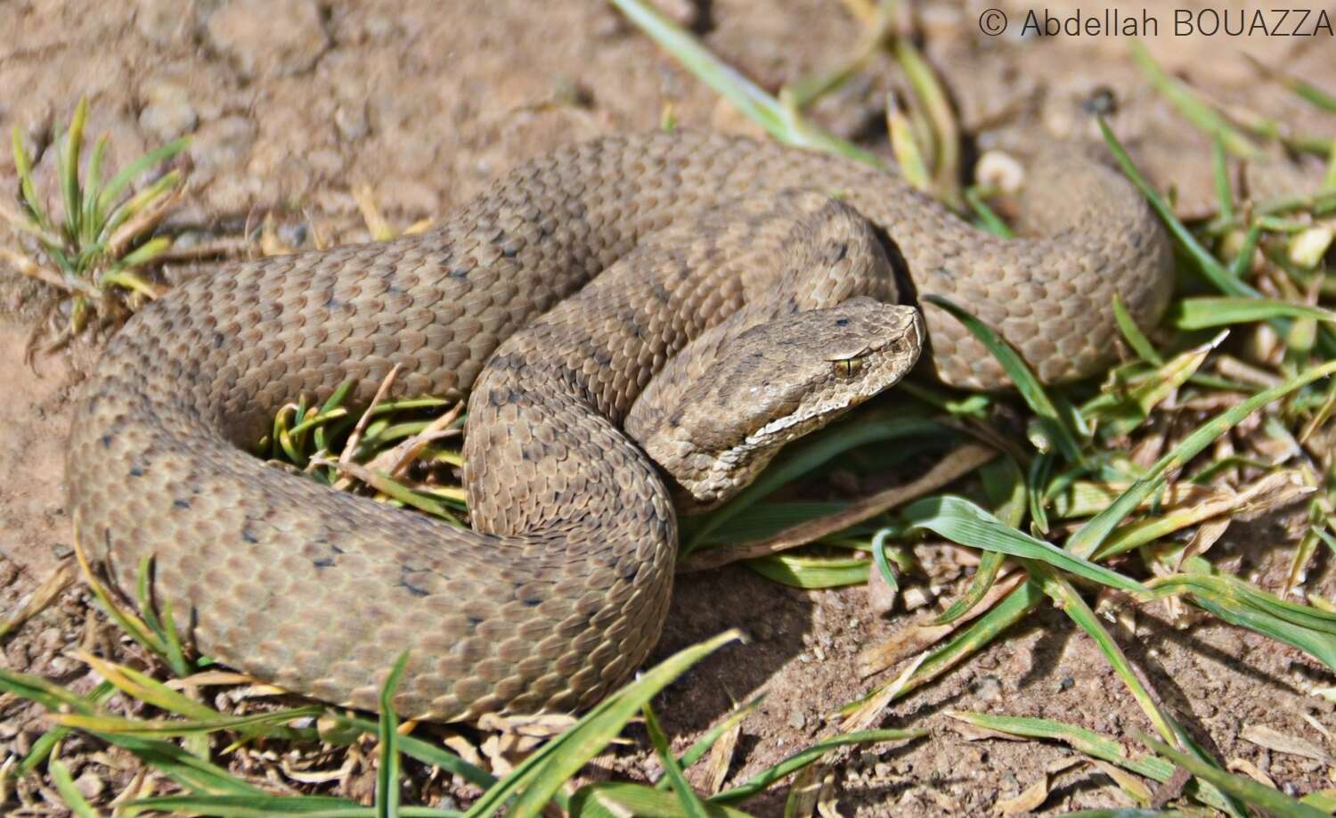 Image of Atlas Dwarf Viper