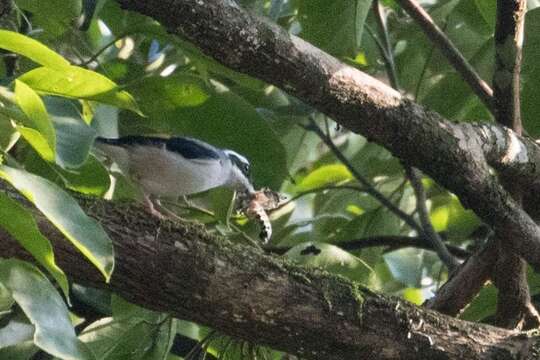 Image of Blyth's Shrike Babbler