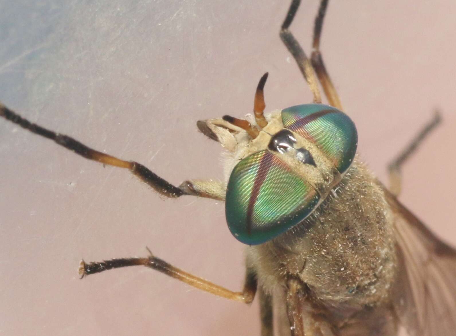 Image of Tabanus texanus Hine 1907