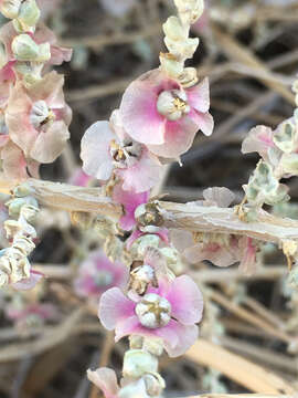 صورة Caroxylon tetrandrum (Forsk.) Akhani & Roalson