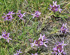 Image of Erysimum baeticum (Heywood) Polatschek