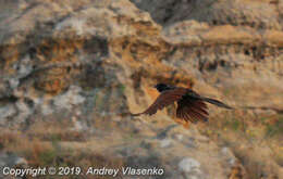 Image of Madagascar Coucal (Madagascar)