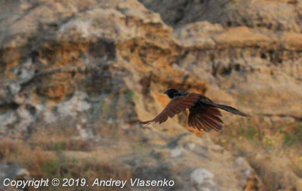 Image of Madagascar Coucal (Madagascar)