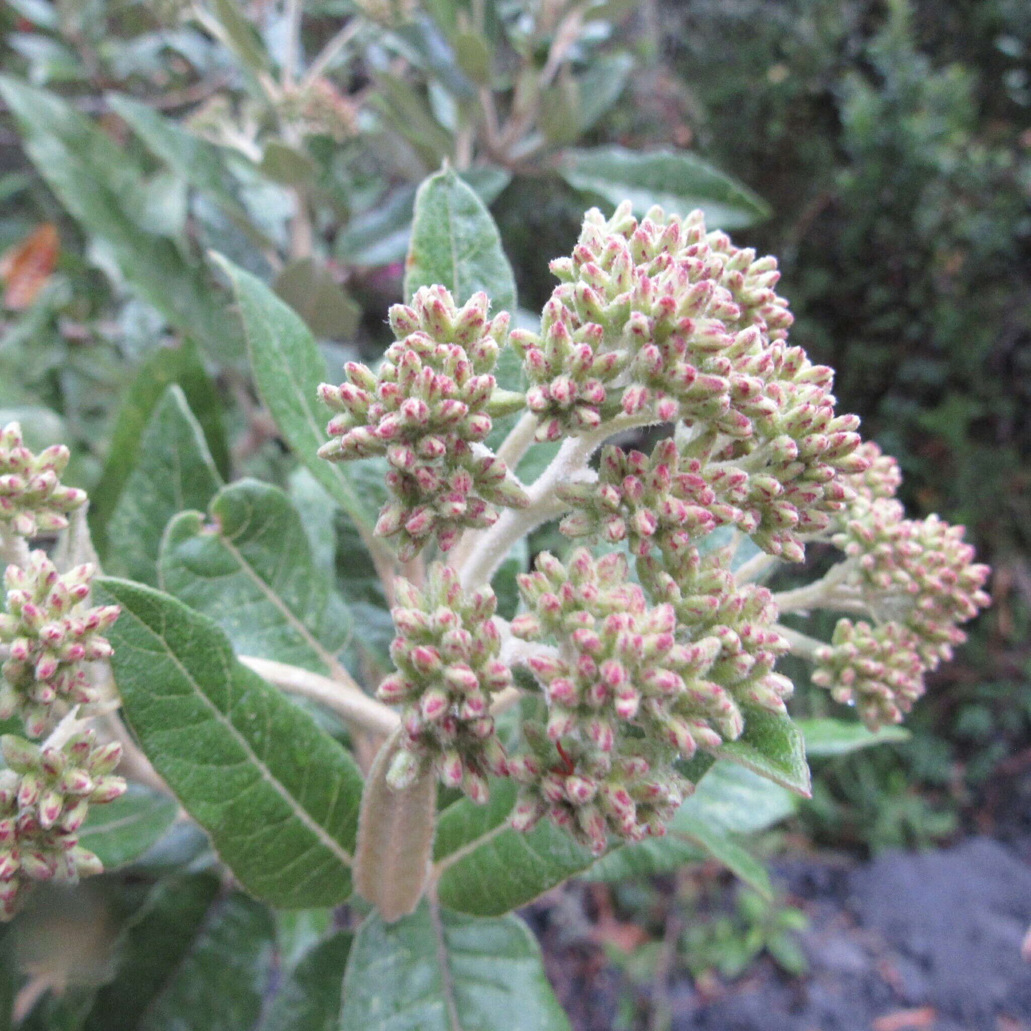 Ageratina asclepiadea (L. fil.) R. King & H. Rob.的圖片