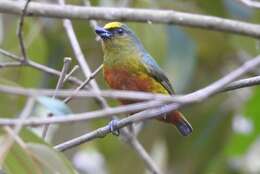 Image of Olive-backed Euphonia