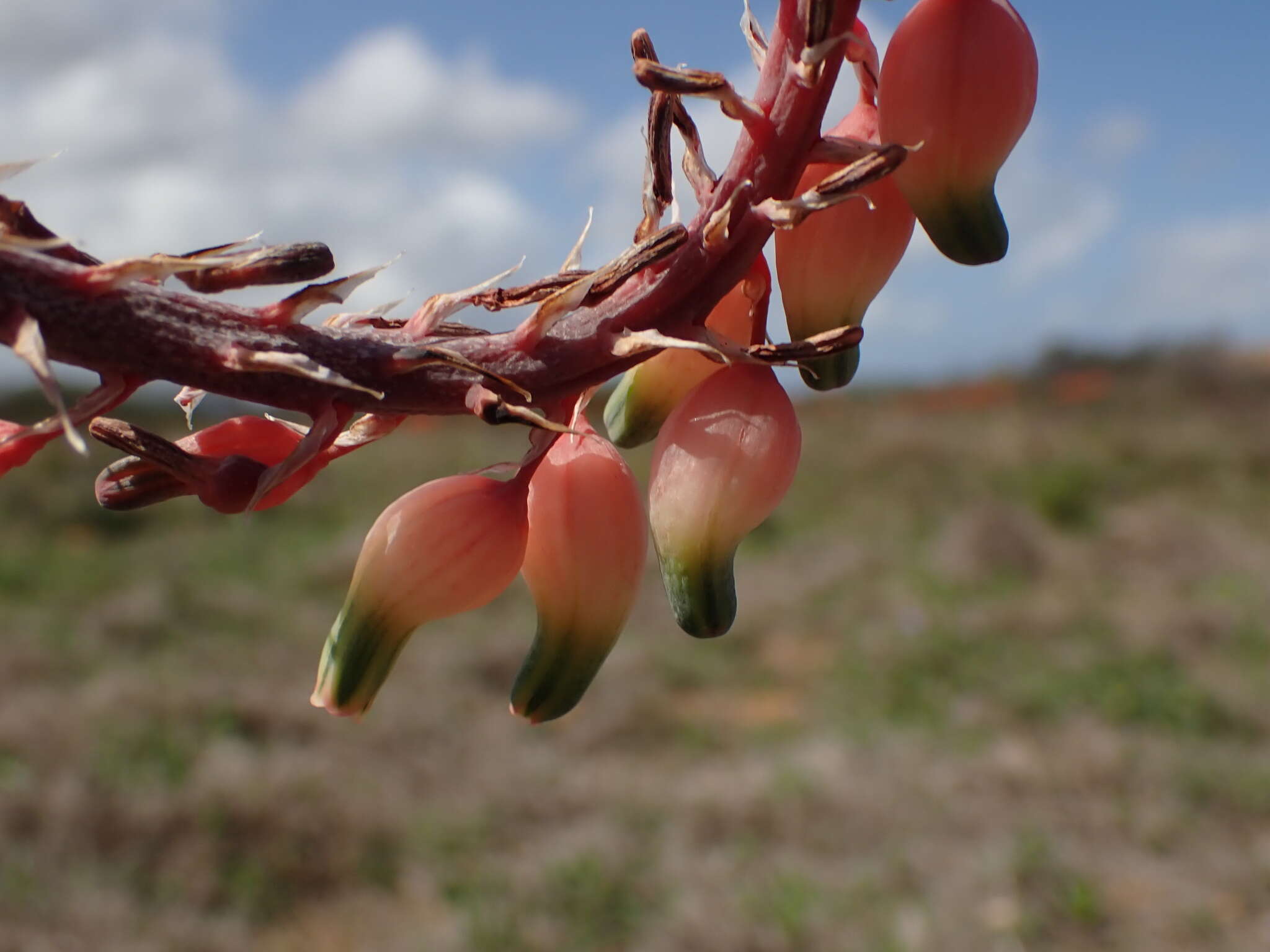 Image of Gasteria obliqua (Aiton) Duval