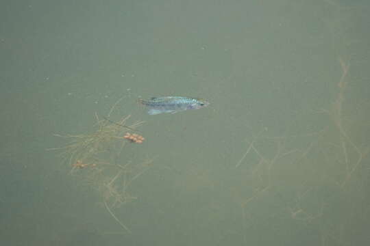 Image of Desert Pupfish