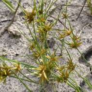 Image of Foothill Flat Sedge