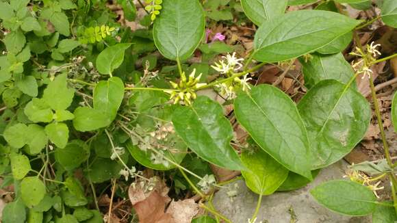 Image of Marsdenia pringlei S. Wats.