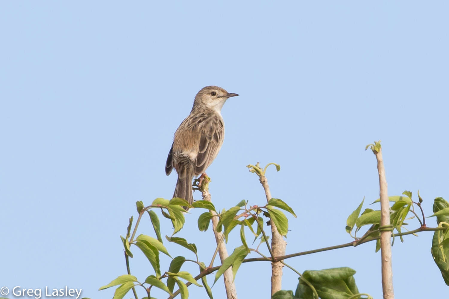 Image of Madagascan Cisticola