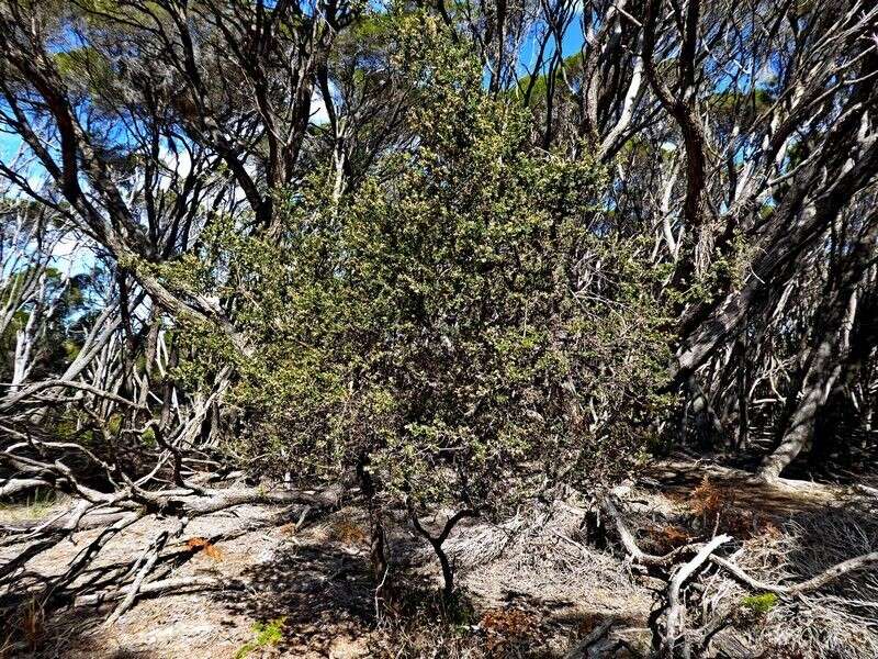 Image of Monotoca elliptica (Smith) R. Br.