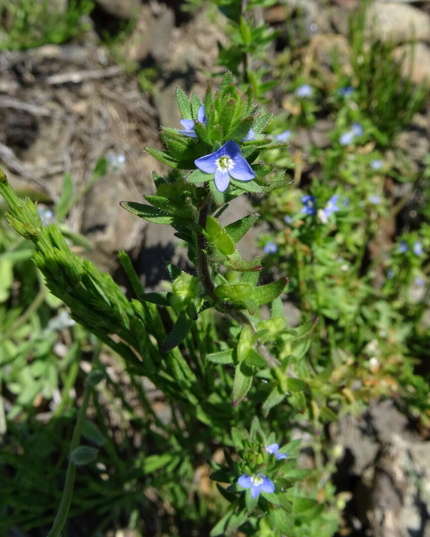 Image of spring speedwell