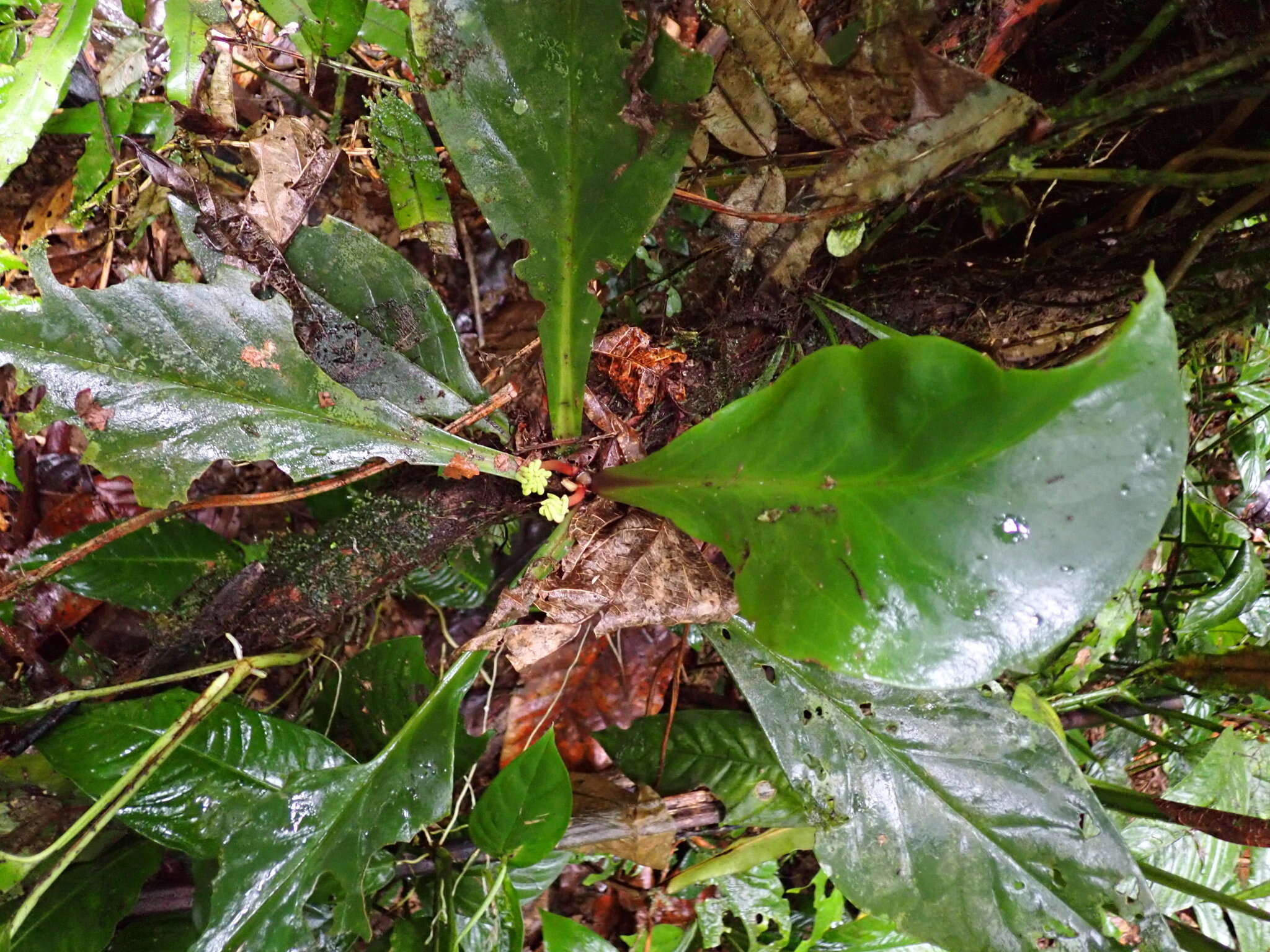 Image of Peperomia pernambucensis Miq.