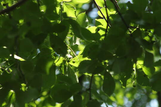 Image de Bursera heteresthes Bullock