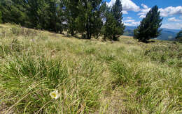 Image of Gunnison's mariposa lily