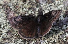 Image of Columbine Duskywing