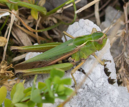 Image of Common green grasshopper