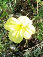 Oenothera macrocarpa Nutt. resmi