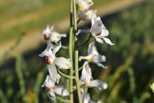 Image of California larkspur