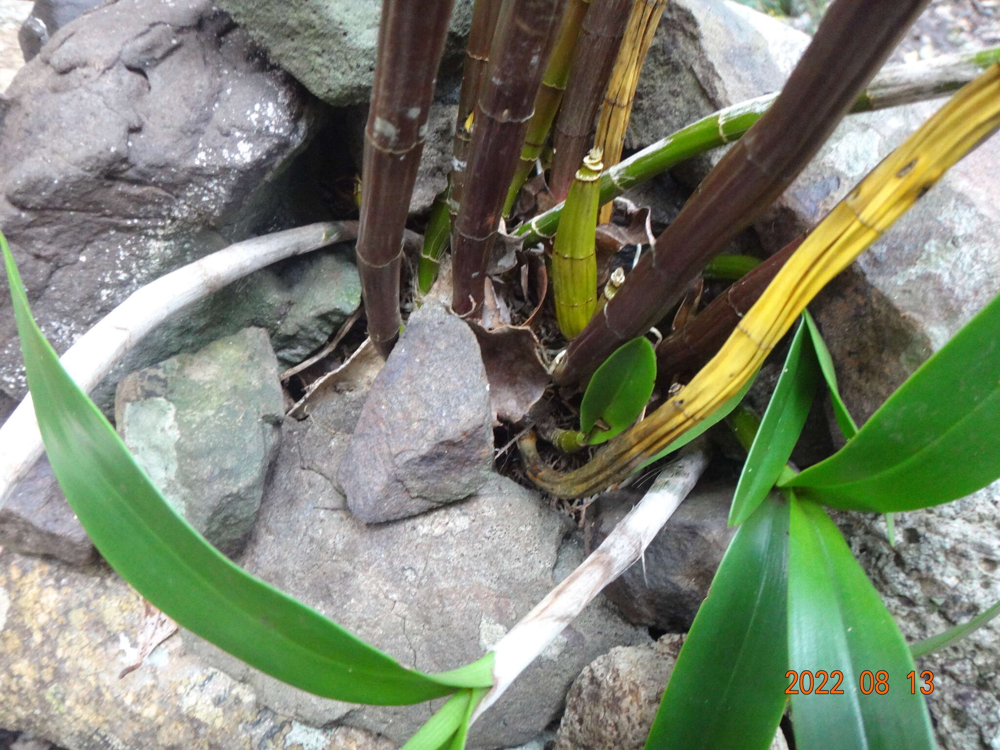 Image of Dendrobium gracilicaule var. howeanum Maiden