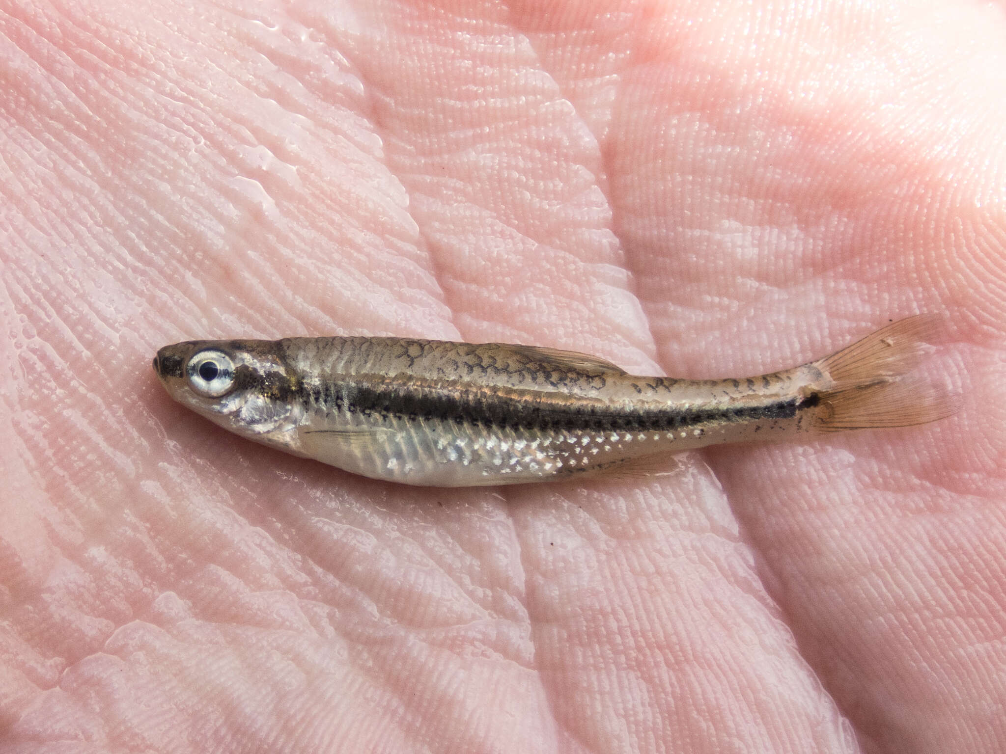 Imagem de Notropis anogenus Forbes 1885