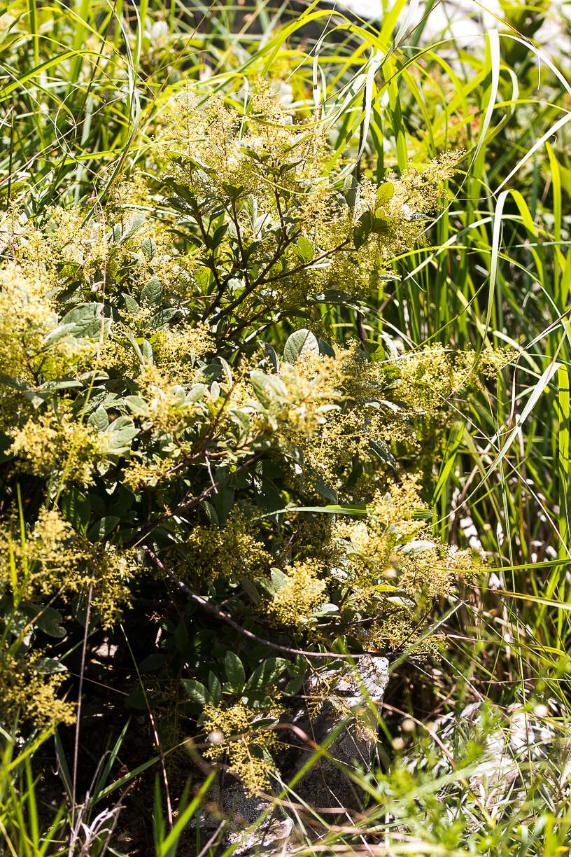 Image of Searsia pyroides var. integrifolia (Engl.) Moffett