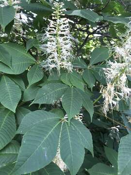 Imagem de Aesculus parviflora Walt.