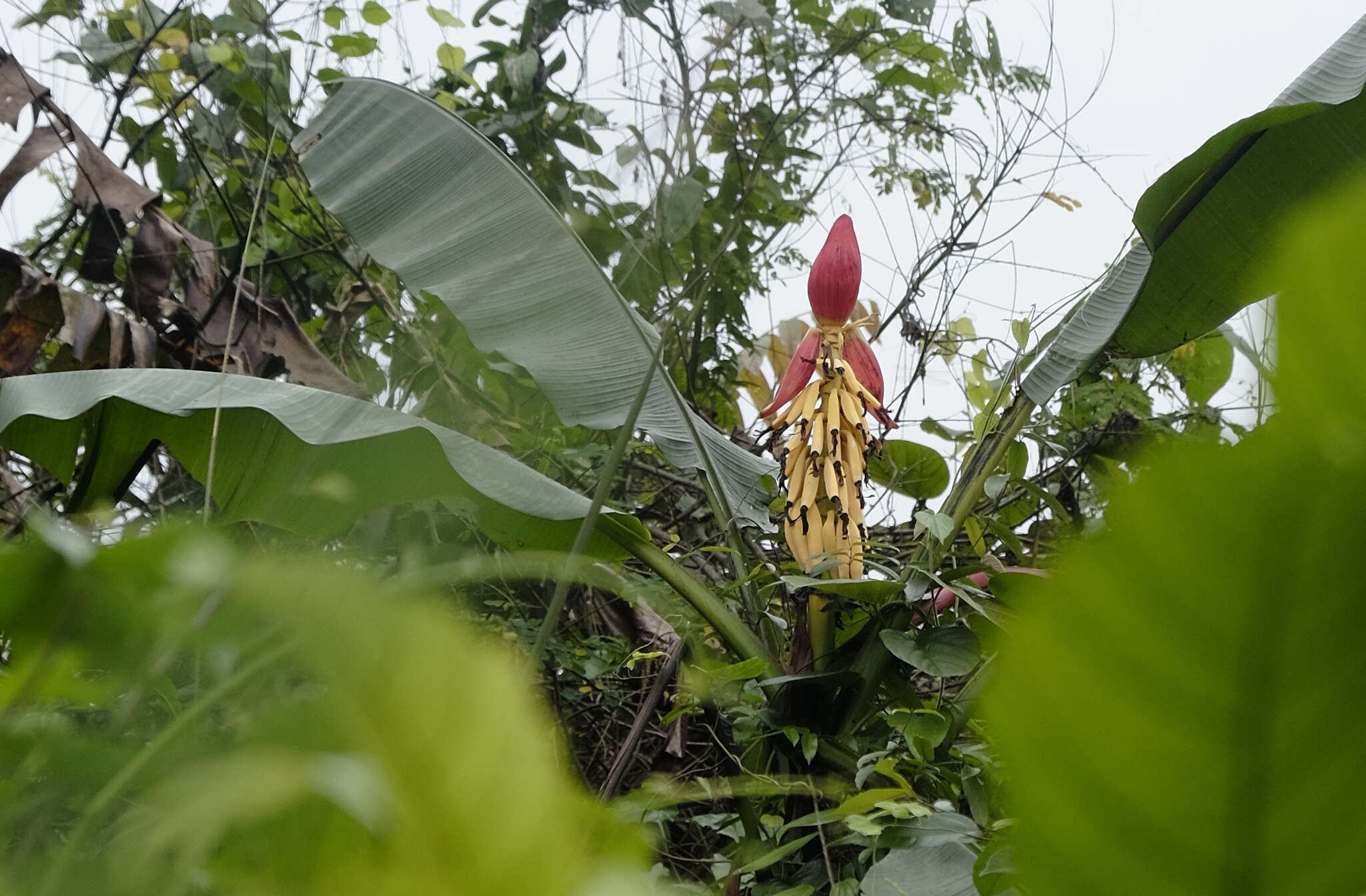 صورة Musa lutea R. V. Valmayor, L. D. Danh & Häkkinen