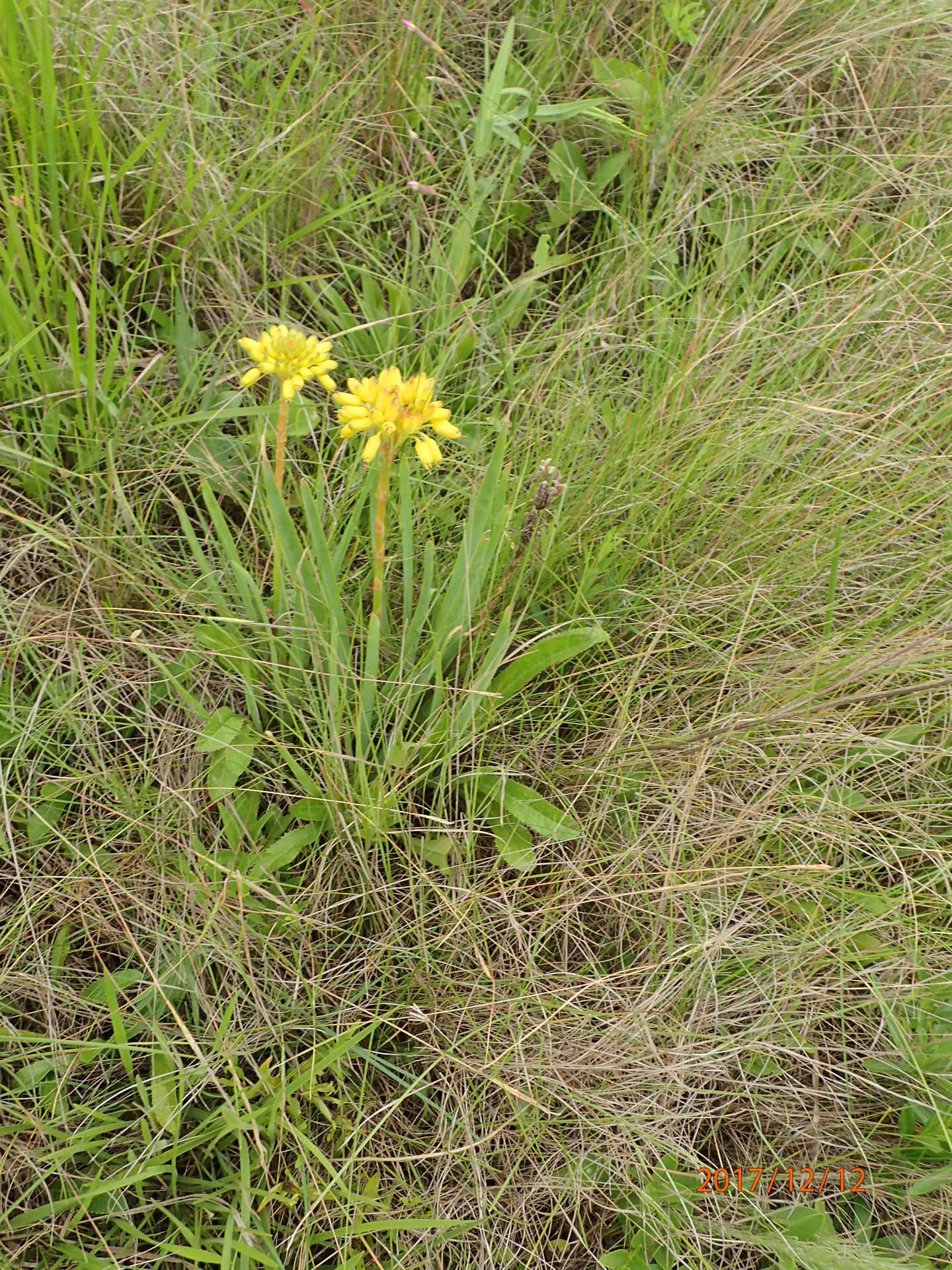 Image of Aloe ecklonis Salm-Dyck