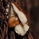 Image of Gyroporus mcnabbii