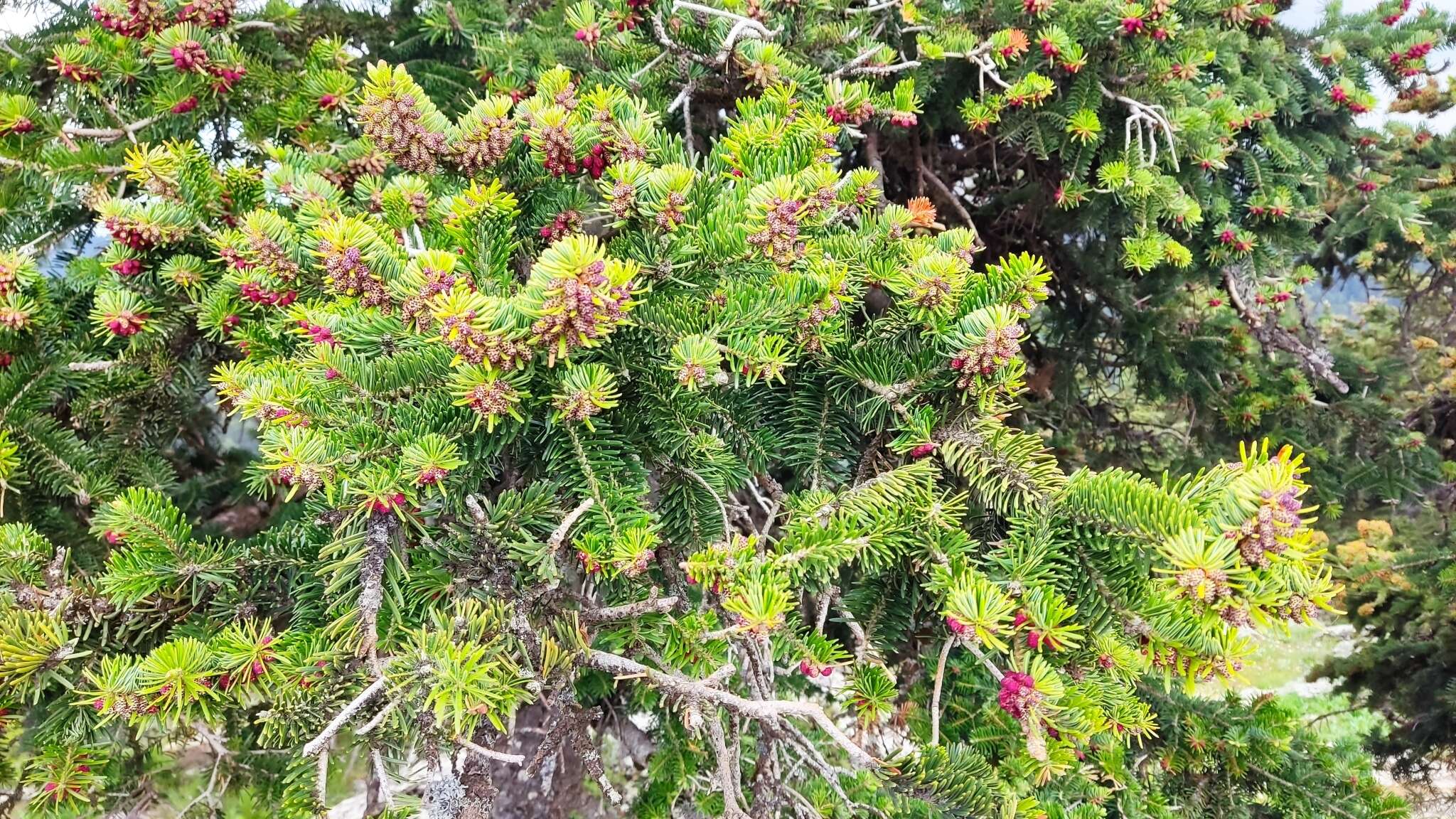 Image of Grecian Fir