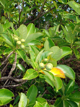 Image of Fagraea berteroana A. Gray ex Benth.