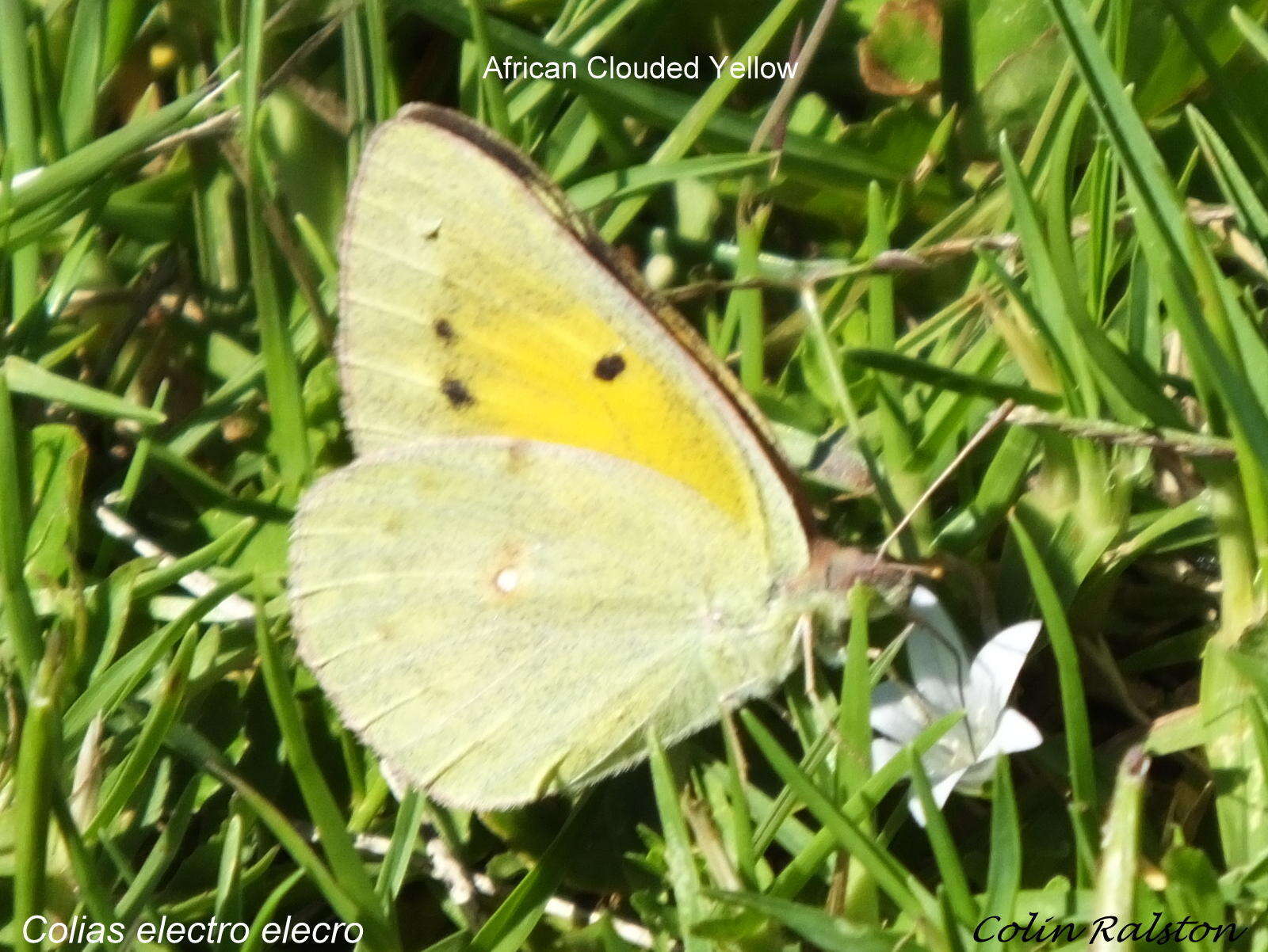 Image of <i>Colias <i>electo</i></i> electo