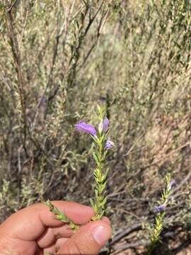 Image of Eremophila christophori F. Muell.