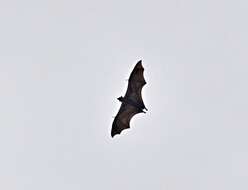 Image of Indian Flying Fox