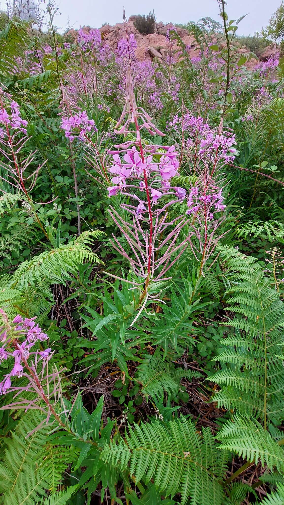 Image of <i>Chamaenerion <i>angustifolium</i></i> subsp. angustifolium