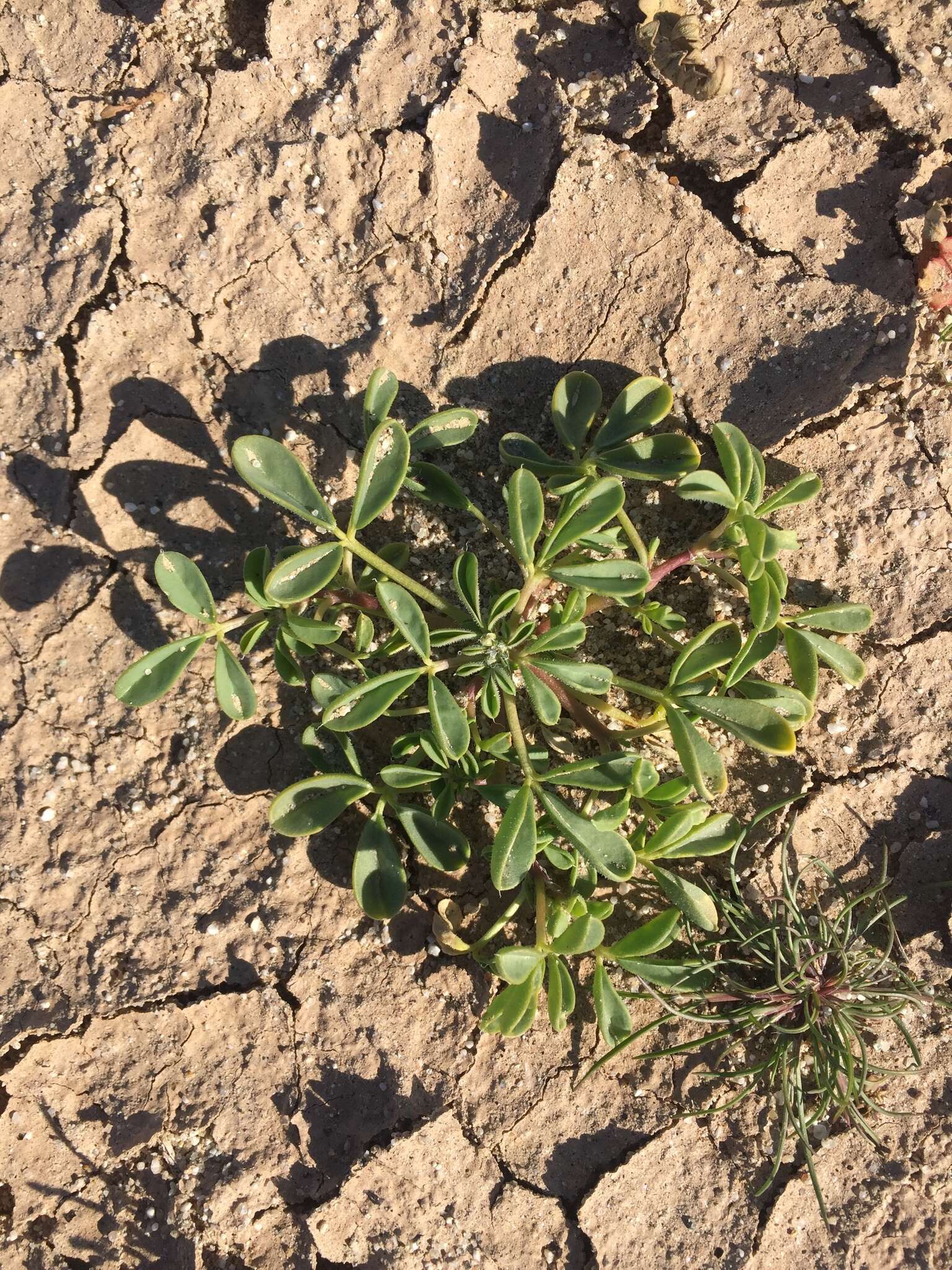 Image of Mojave cleomella