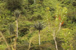 Image of Wax palm