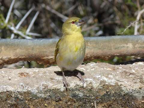 Image of African Masked Weaver